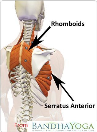The Most Neglected Muscle During Exercise: The Serratus Anterior - Bar